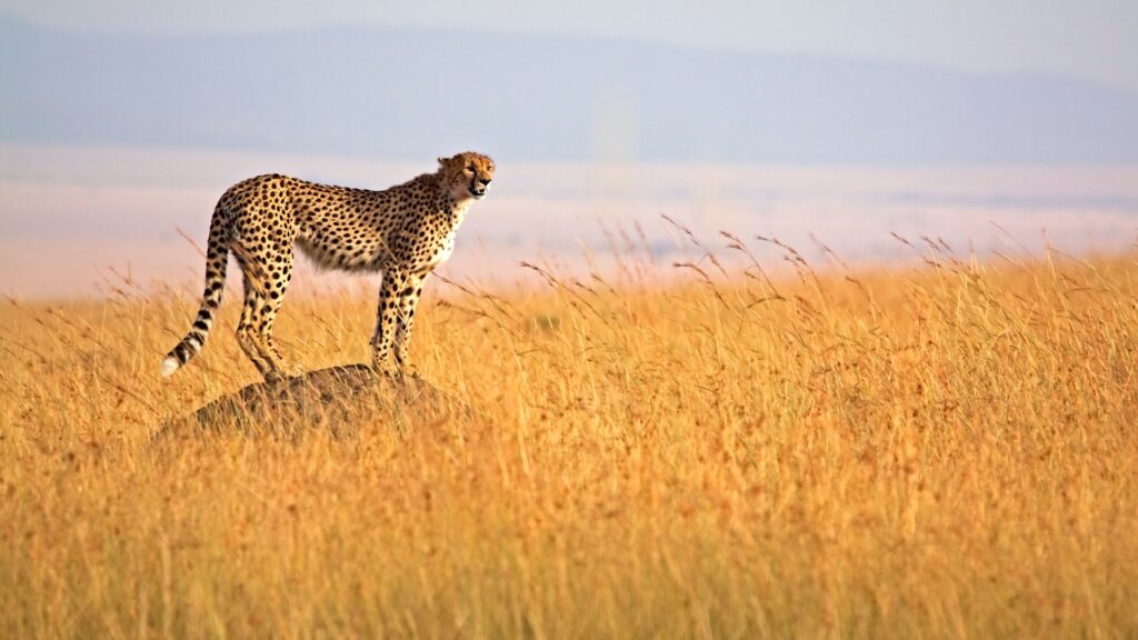 masai mara 1