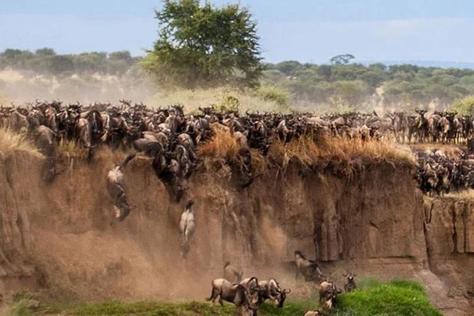 masai mara 4